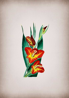 Parrot Gladiole Flower