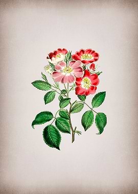 Vintage Rose Clare Flower