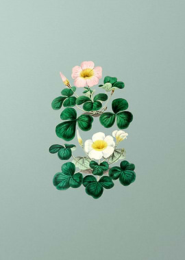 Variable Oxalis Branch