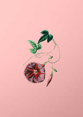 Vintage Male Jalap Flower