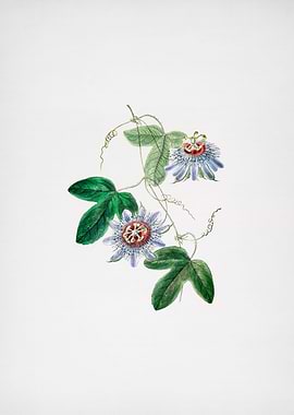 Sullivans Passion Flower
