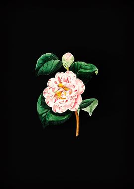 Invincible Camellia Flower