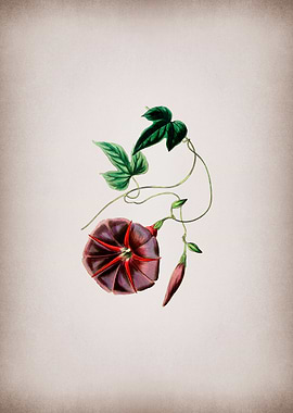 Vintage Male Jalap Flower