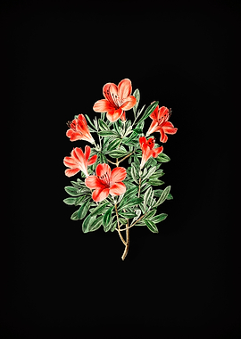 Red Chinese Azalea Black