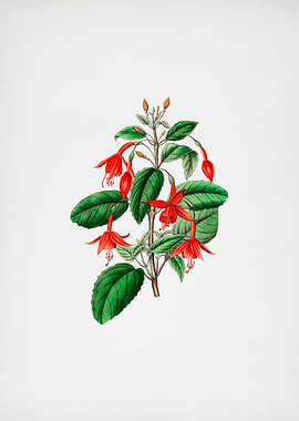 Standishs Fuchsia Flower