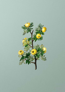 Tansy Leaf Hawthorn Flower