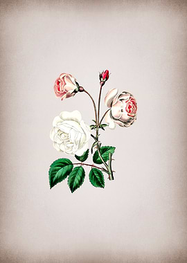 Vintage Ruga Rose Flower