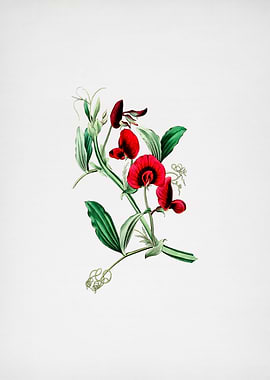Tangier Pea Flower