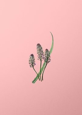 Meadow Squill Flower