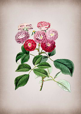 Seven Sisters Rose Flower