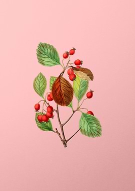 Plum Leaved Thorn Flower