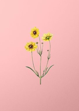 Perennial Coreopsis Flower