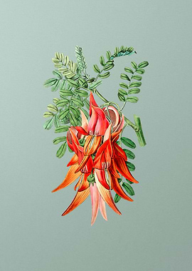 Crimson Glory Pea Flower