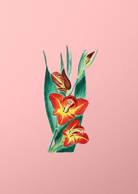 Parrot Gladiole Flower