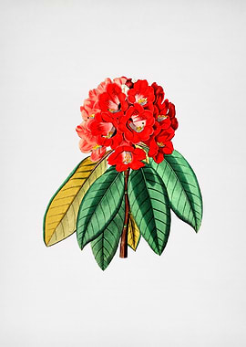 Rhododendron Rollissonii