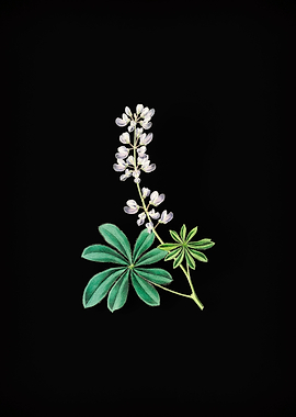 Half Shrubby Lupine Flower
