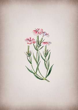 Tree Pink on Parchment