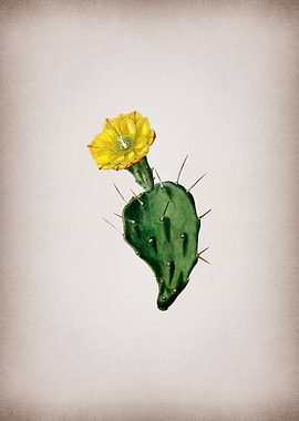 One Spined Opuntia Flower