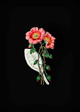 Discolored Calandrinia