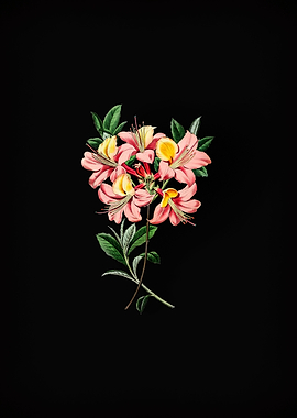 Changeable Pontic Azalea