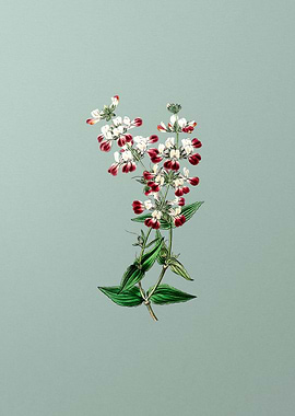 Two Color Collinsia Flower