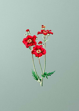 Chilian Guem Flower Mint