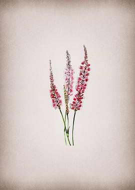 Vintage Polygonum Flower