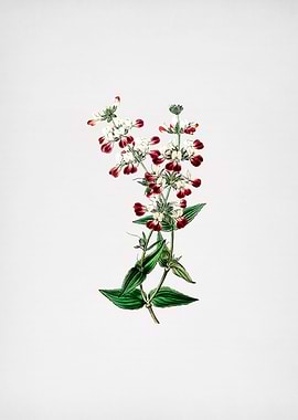 Two Colored Collinsia