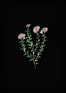 Selago Flower on Black