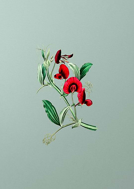 Tangier Pea Flower on Mint