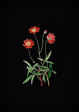 Cosmos Flower Branch