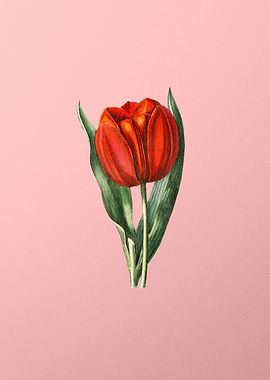 Gesners Tulip Branch