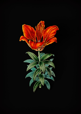 Blood Red Lily Flower