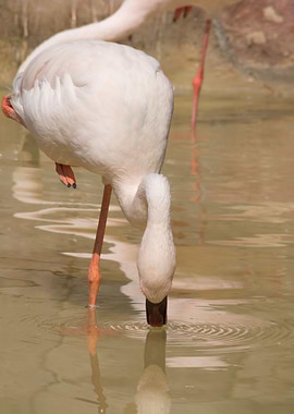 lesser flamingo in the far