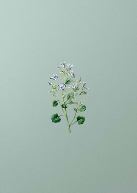 Dalmatian Wall Campanula