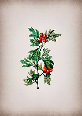 Morocco Hawthorn Flower