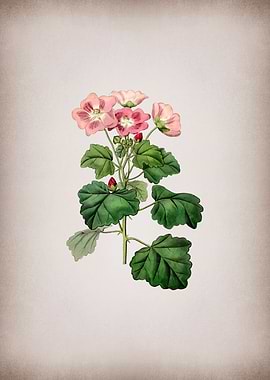 Rhomb Leaf Palavia Flower