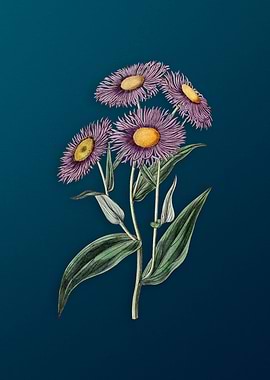 Shewy Stenactis on Teal