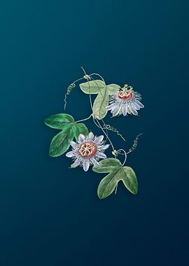 Sullivans Passion Flower