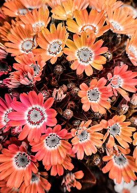 daisy in bloom in spring