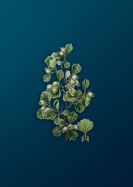 Spathula Leaf Thorn Flower