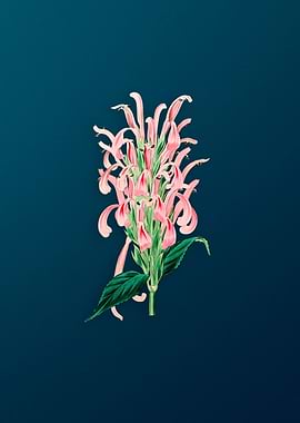 Justicia Carnea Flower