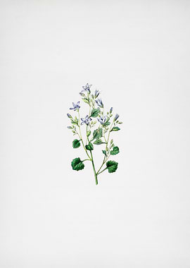 Dalmatian Wall Campanula