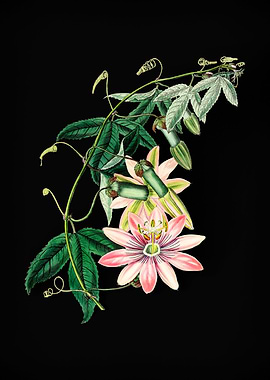 Tacsonia Flower on Black