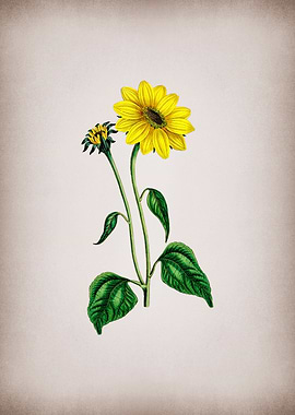 Trumpet Stalked Sunflower