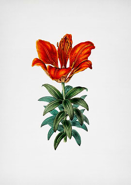 Blood Red Lily Flower