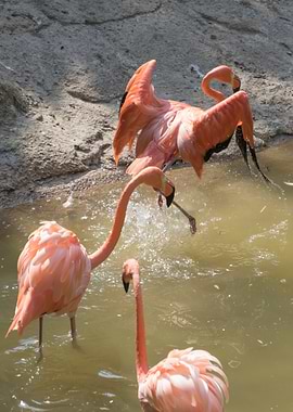 ruber flamingo