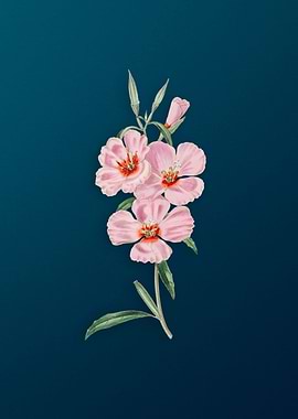 Vintage Pink Ruddy Godetia