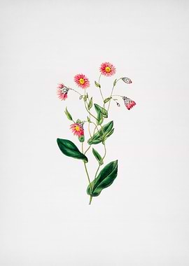 Cosmos Flower Branch