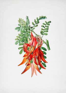 Crimson Glory Pea Flower